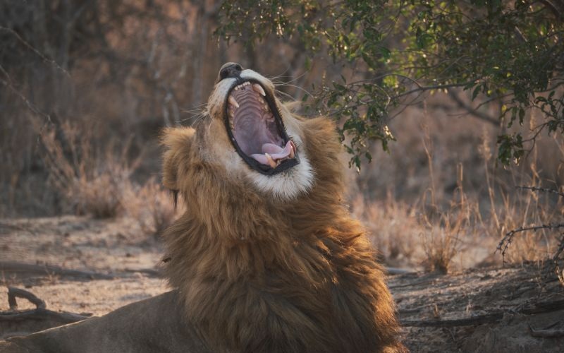 AfriCamps-Hoedspruit-LION